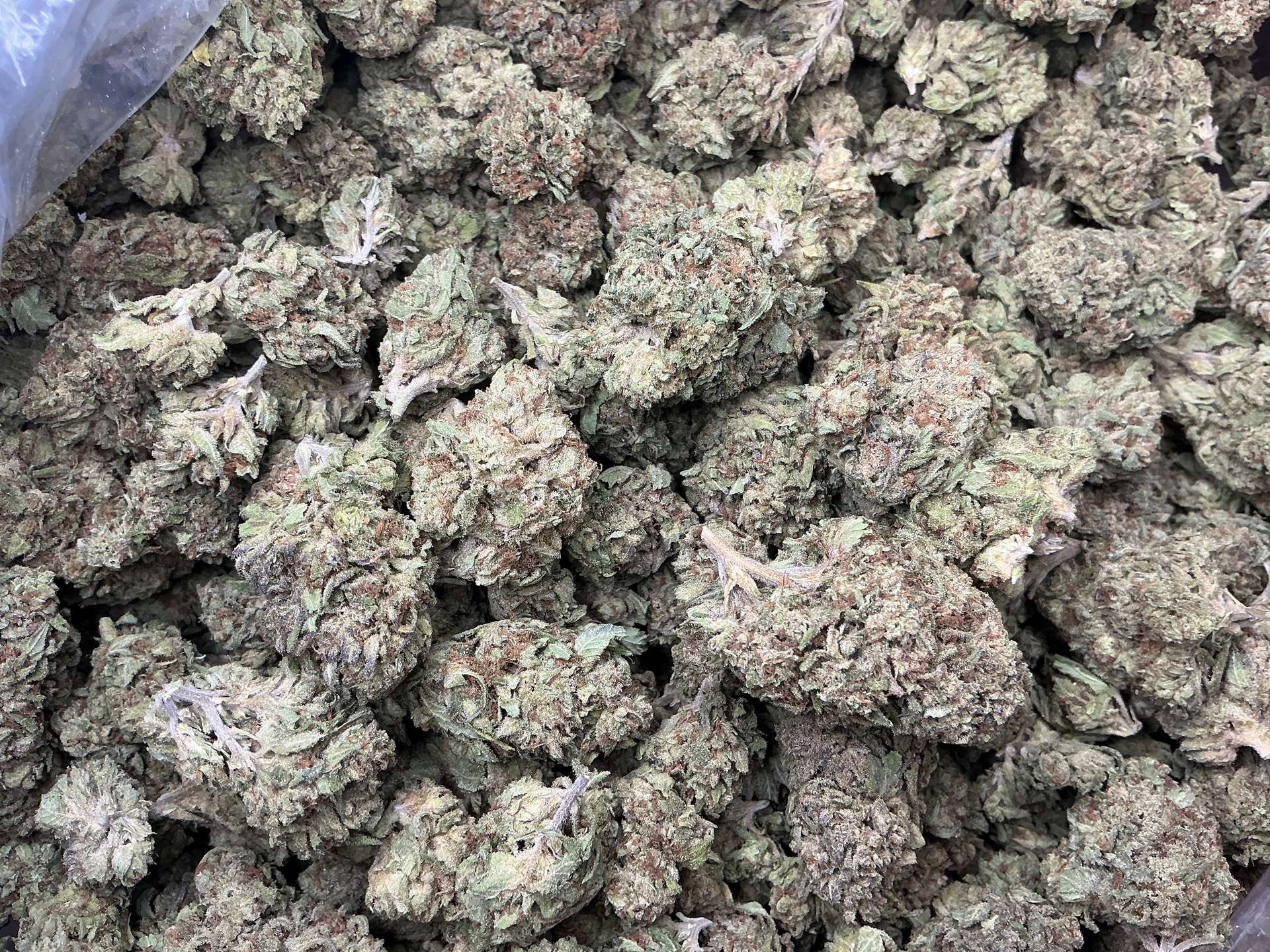 Glazed Apple THCa Flower (Indoor) / 7 Grams (1/4)